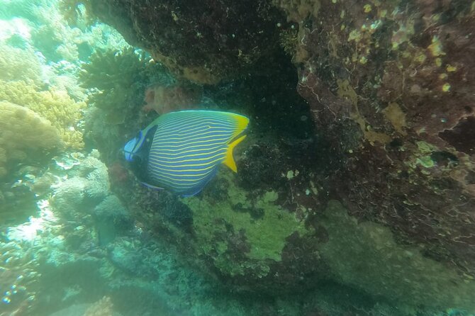 West Nusa Penida With Snorkeling Private Guided Tour - The breaks that keep the day enjoyable: lunch and young coconut
